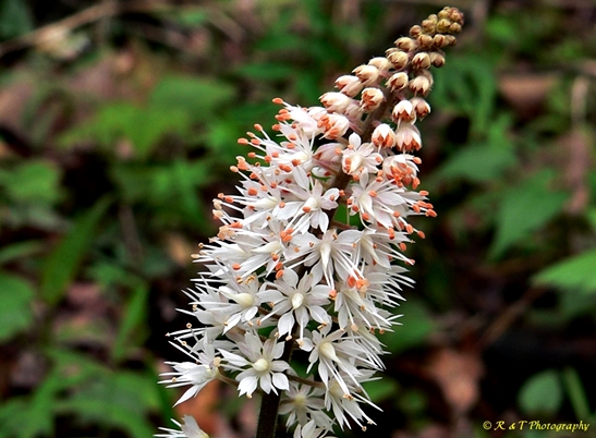 {Tiarella cordifolia}